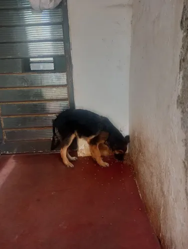 Cachorro venda