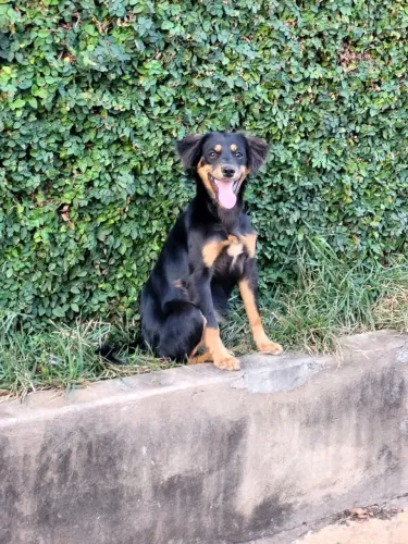 Doação fêmea porte pequeno 6 meses saudável e feliz