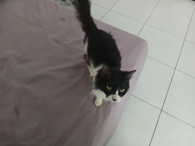 Gata castrada dócil