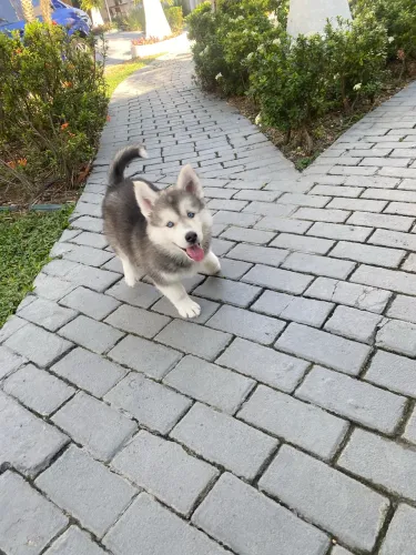 Huscky Siberiano Filhote Fêmea