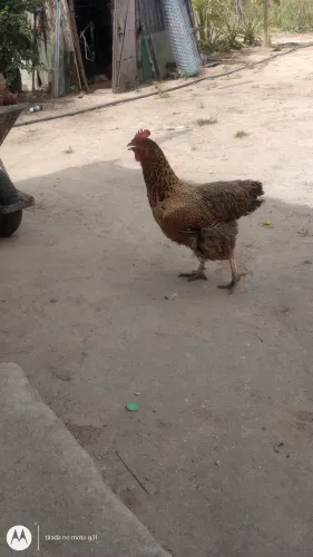 Galinha GSB