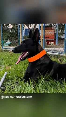 Pastor belga de malinois 