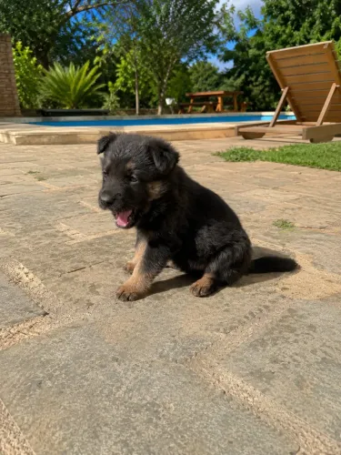 Pastor Alemão Fêmea Capa Preta Padrão PM com Pedigree