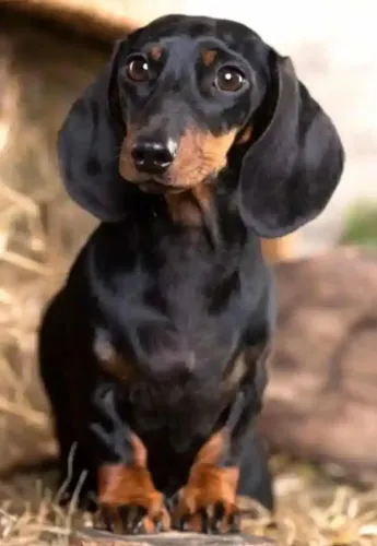 Basset Fêmea Cofap raridade de encontrar 