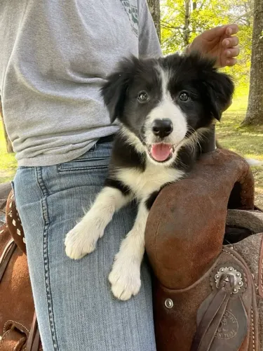 Border collie inteligente