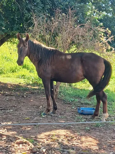 Egua campolina 