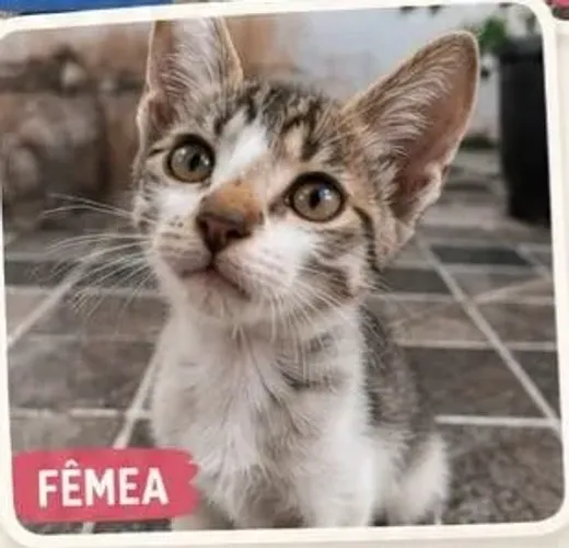 Doação de gatos 