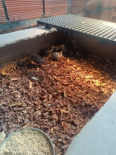 Codornas chinesas cor e raras 