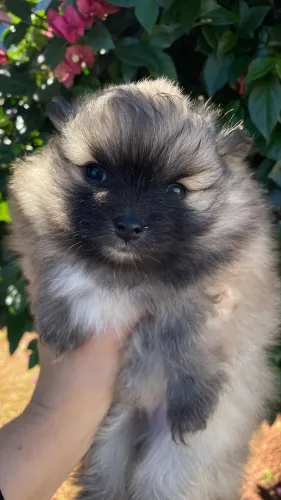 Spitz alemão/ Lulu da pomerânia macho 