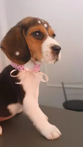 Filhote de Beagle O Parceiro Ideal Para Sua Rotina
