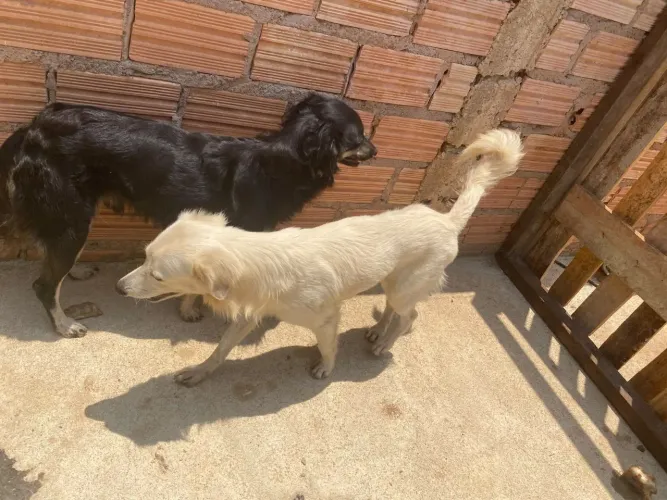 Doação de animais precisando de um lar