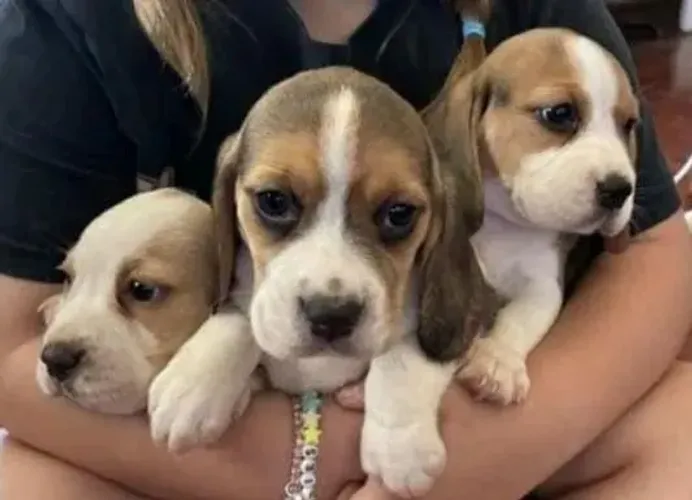 Beagle Filhotes lindos disponíveis agora