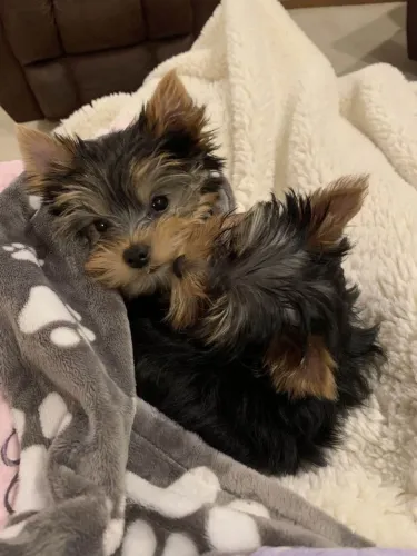 Filhote Yorkshire Terrier, Um Cãopanheiro Para Todas as Suas Aventuras!