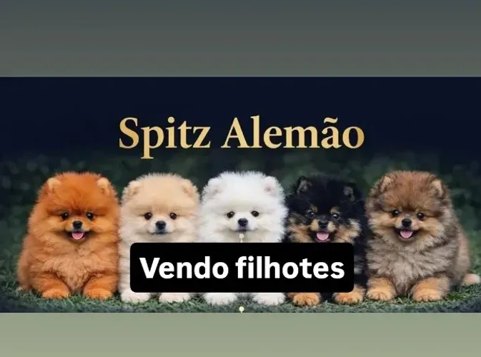 Filhote Spitz Alemão/ Cianorte PR 