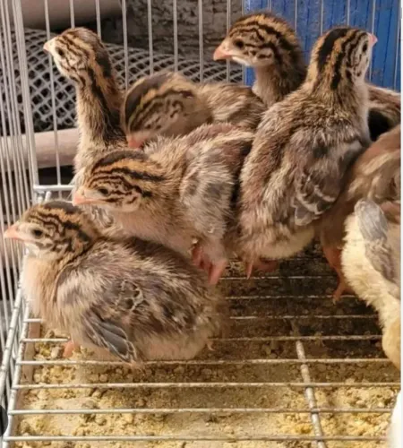 Filhote de galinha de Angola 