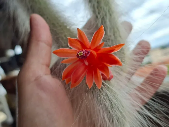 Cacto rabo macaco flor salmão