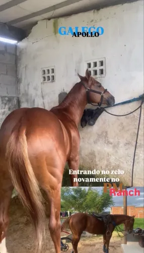 Cavalo de direita Quarto de milha QM