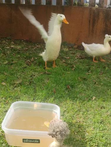 Casal de marrecos 6 meses brancos pompom