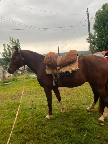 Cavalo cuiudo