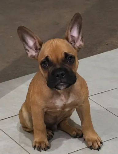 Filhote american bully  