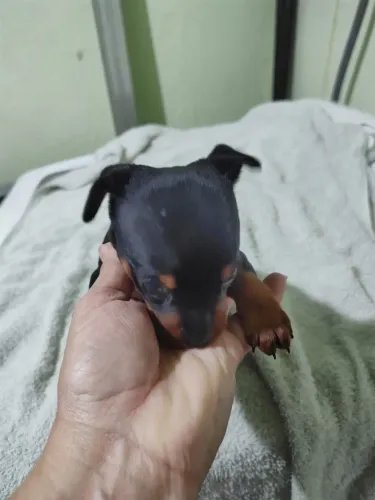 Vendo Pincher macho