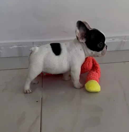 Buldogue Francês macho