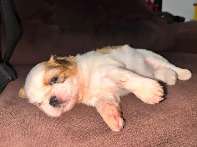 Shitzu Mini Macho 