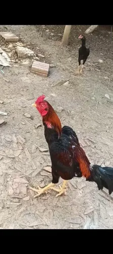 Vendo frangos indiano
