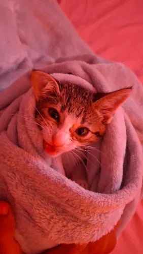Gatinho para doação
