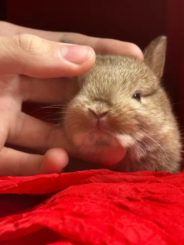 Mini Coelho Netherland Dwarf