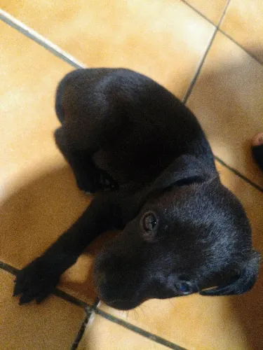 Filhote de cachorro