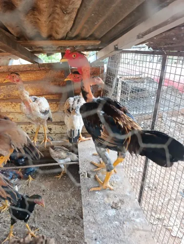 Frango caipira 