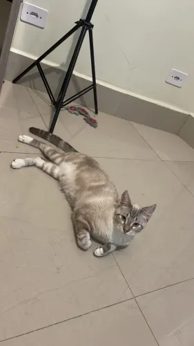 Gato macho para doação 