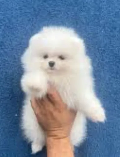 Lulu da Pomerânia branco anão ursinho pedigree