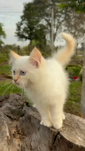 Filhote de gato Ragdoll
