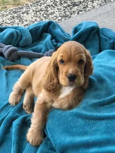 Cocker Spaniel Inglês Um companheiro que valoriza você