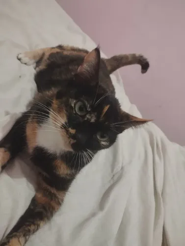 Gatinha dócil 