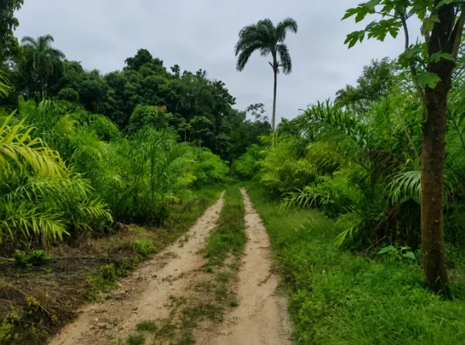 CHÁCARA 20.000 m2 - RIACHO - PALMITO PUPUNHA - PARCELADO