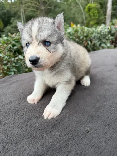 Husky Wolly