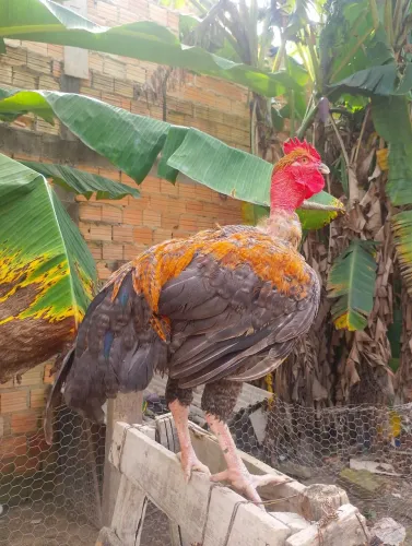 Frango de 6 meses disponível 