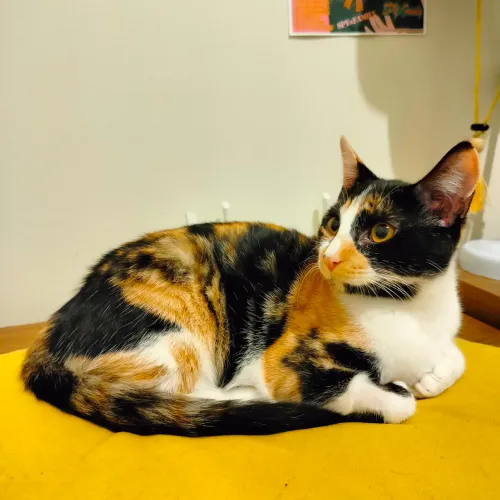 Gatinha para Doação 