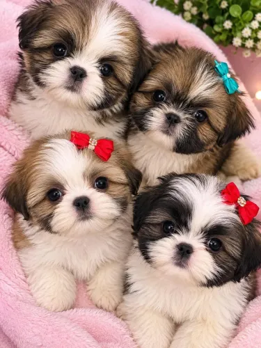 Lindos filhotes de mi mini shih tzu 