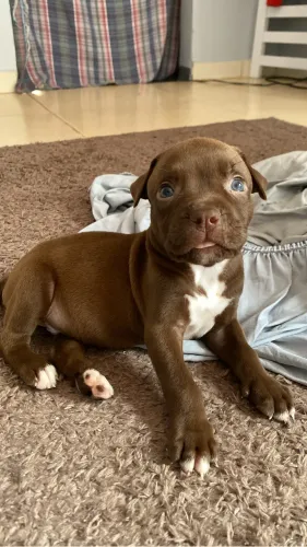 Vende-se filhote de pitbull
