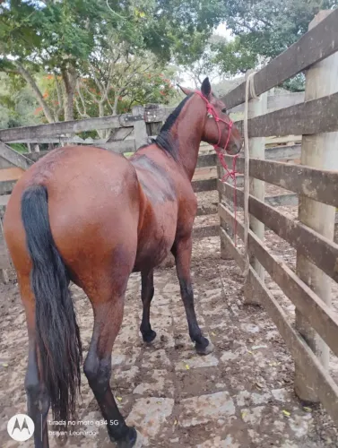 cavalo avenda bao e barato