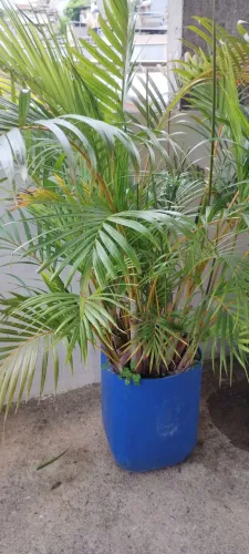 Palmeira areca bambu 