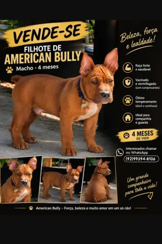 América Bully 