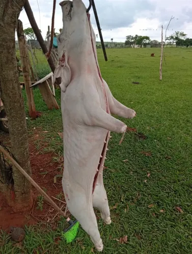 Leitoa já limpa 