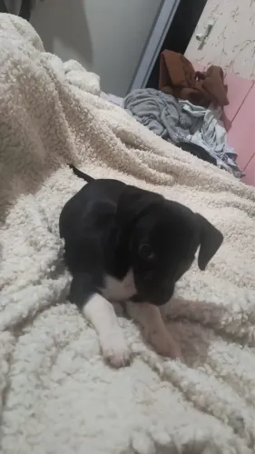 Estou doando essa cachorrinha filhote 