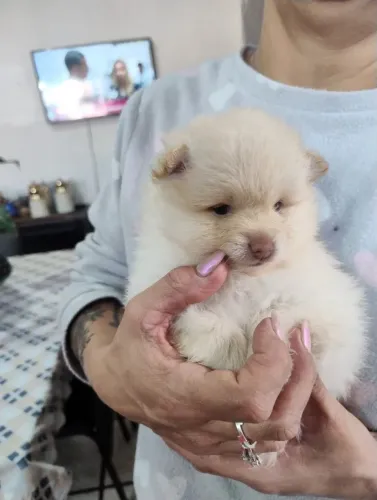 Filhotes de Spitz alemão anão