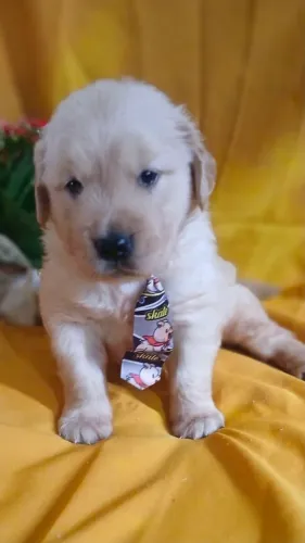 Golden retriever macho com pedigree 
